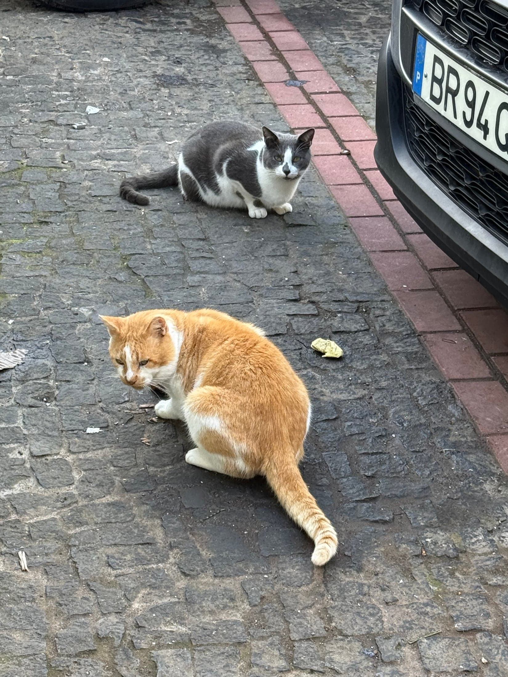 Кошки на улице Корву