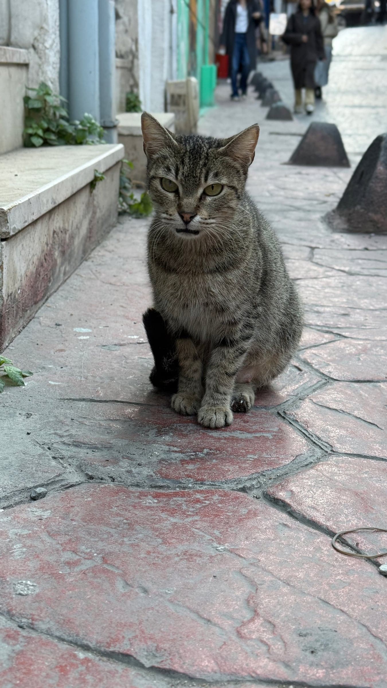 Уличный кот в Стамбуле