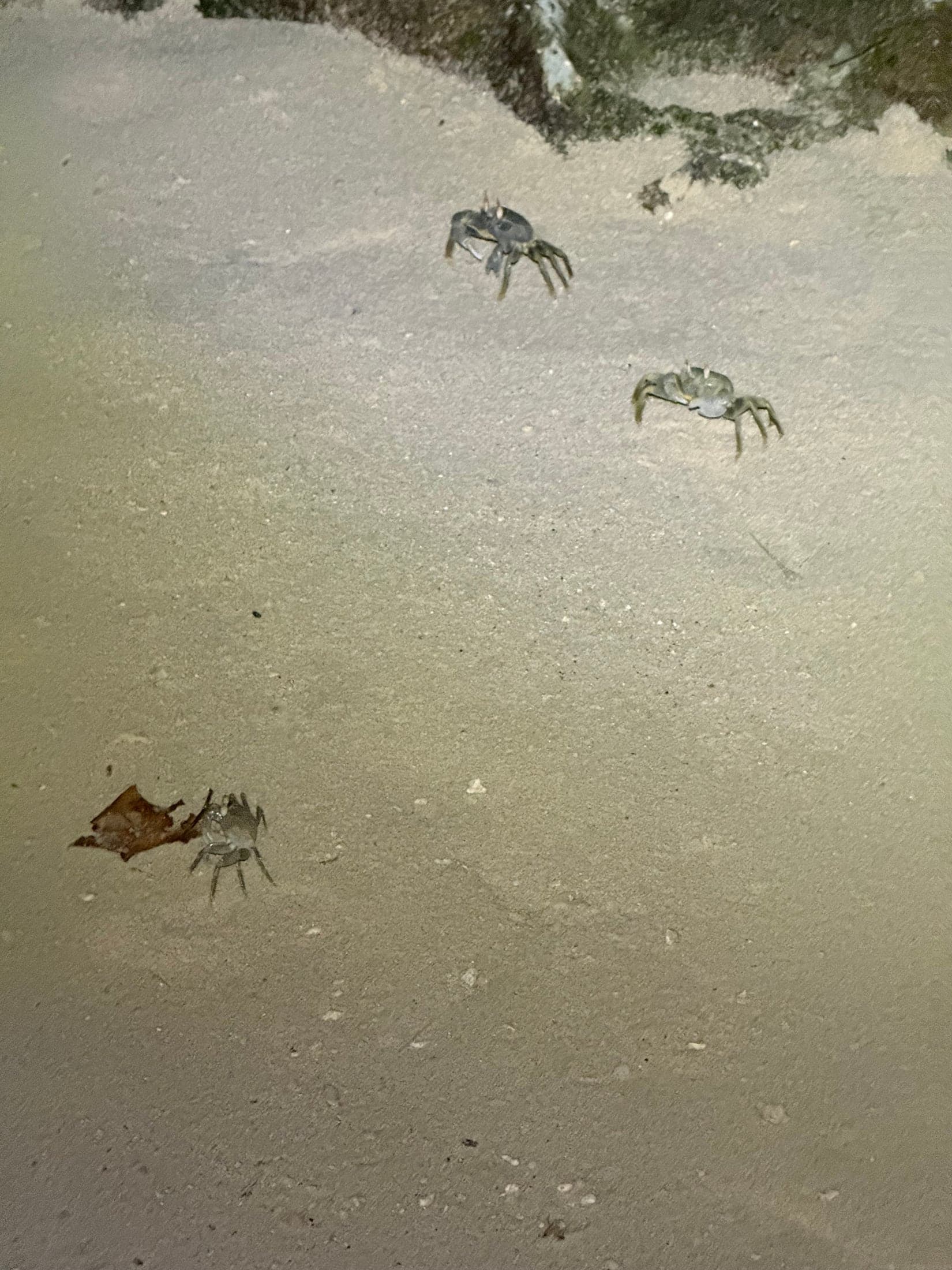 Краб на светлом песке у воды