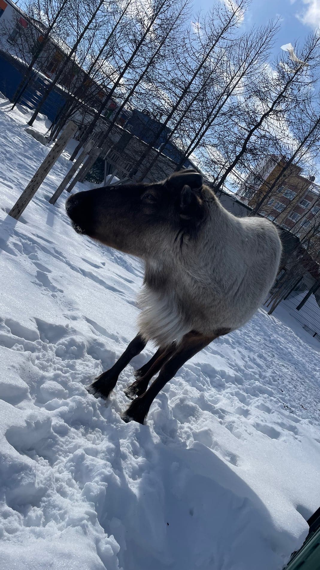 Олень крупным планом в Новом Уренгое