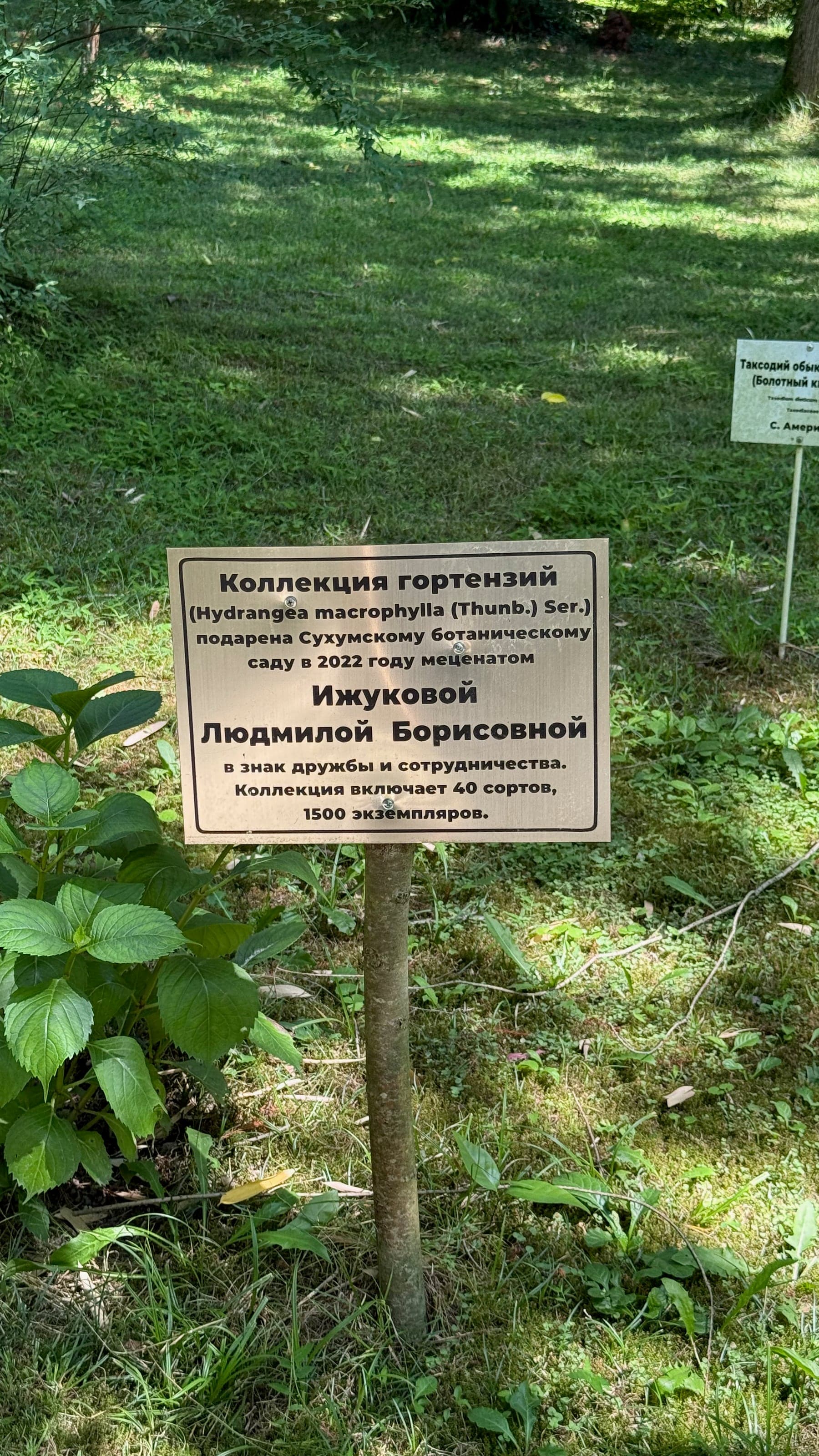 Табличка растения в ботаническом саду Сухума